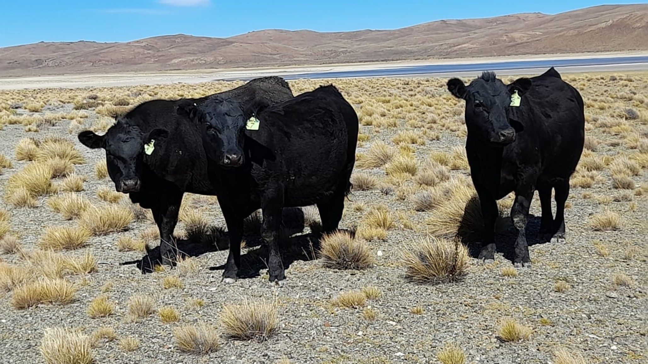 Don Blas: cuna del EstepAngus